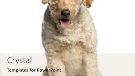  Presentation with poodle - Cool new PPT layouts with labradoodle mixed-breed with a poodle and a labrador retriever sitting against white background backdrop and a soft green colored foreground