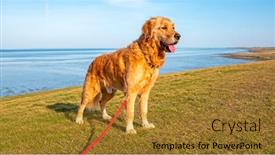  Presentation with nature - Amazing presentation theme having labradoodle-on-the-dyke backdrop and a gold colored foreground