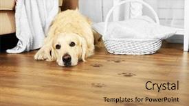  Presentation with paw print - Cool new slide deck with labrador and muddy paw print backdrop and a coral colored foreground