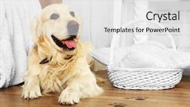  Presentation with paw prints - Cool new presentation with labrador and muddy paw print backdrop and a light gray colored foreground