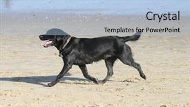  Presentation with cross - PPT theme featuring labrador-cross on sandy beach background and a  colored foreground