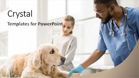  Presentation with veterinary - PPT layouts with labrador dog before medical background and a white colored foreground