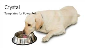  Presentation with cute cat and dog - Cool new slide set with labrador dog lying beside water backdrop and a white colored foreground