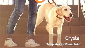  Presentation with human and dog paw print - Theme enhanced with labrador dog walking with human background and a  colored foreground