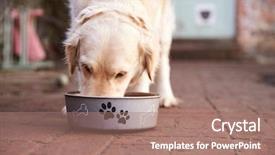  Presentation with eating - Presentation design featuring labrador eating from dog bowl background and a coral colored foreground