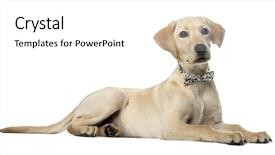  Presentation with bow and arrows for archery - Audience pleasing slides consisting of labrador lying down and wearing backdrop and a white colored foreground