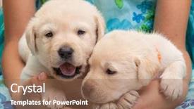  Presentation with happy young student girl holding - Slide deck featuring labrador puppies in her lap background and a coral colored foreground