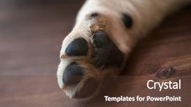  Presentation with paw print - Presentation design enhanced with labrador puppy dog paw resting background and a tawny brown colored foreground