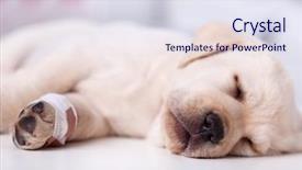  Presentation with cute christmas pug puppy dog - Beautiful presentation theme featuring labrador puppy dog with injured backdrop and a sky blue colored foreground