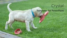  Presentation with slipper - 