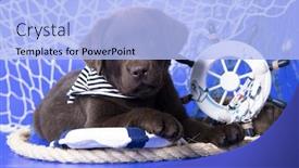  Presentation with puppy - Colorful PPT layouts enhanced with labrador-puppy-rescuer-jung backdrop and a light blue colored foreground