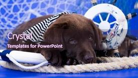  Presentation with rottweiler puppy - Theme enhanced with rescuers - labrador puppy rescuer jung background and a wine colored foreground