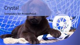  Presentation with puppy - Cool new slides with rescuers - labrador puppy rescuer jung backdrop and a light blue colored foreground