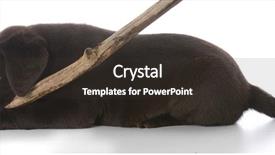  Presentation with puppy - Beautiful presentation theme featuring labrador retreiver puppy backdrop and a tawny brown colored foreground