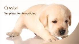  Presentation with lab - Colorful presentation enhanced with labrador retriever - yellow lab puppy isolated backdrop and a cream colored foreground