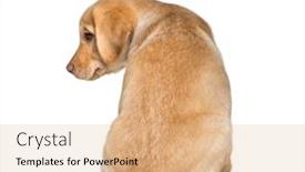  Presentation with old photographs black and white - Amazing slide set having labrador retriever 2 months old sitting in front of white background backdrop and a coral colored foreground