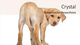  Presentation with old big bike on white - Colorful PPT theme enhanced with labrador retriever 2 months old backdrop and a lemonade colored foreground