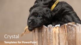  Presentation with dog - Beautiful presentation theme featuring labrador-retriever-baby-dog backdrop and a coral colored foreground