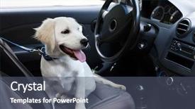  Presentation with cute cat and dog - Colorful PPT theme enhanced with labrador retriever dog in car backdrop and a ocean colored foreground