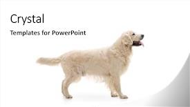  Presentation with brown sugar isolated on white - Slides enhanced with labrador retriever dog isolated background and a white colored foreground