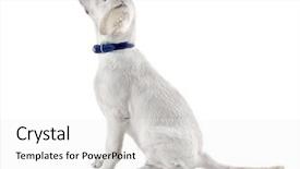  Presentation with superhero dog - Amazing theme having labrador retriever dog looking up backdrop and a white colored foreground