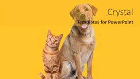  Presentation with cat dog - Slide deck featuring labrador-retriever-dog-panting background and a gold colored foreground
