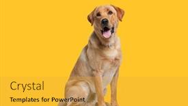  Presentation with dog - Slide deck featuring labrador-retriever-dog-panting background and a yellow colored foreground