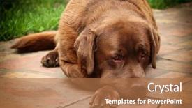  Presentation with dog adolescents - Slides enhanced with labrador retriever dog portrait background and a coral colored foreground