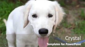  Presentation with leash - Colorful presentation design enhanced with labrador retriever dog with leash backdrop and a gray colored foreground