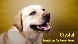  Presentation with dog and cat - Cool new theme with labrador retriever dog backdrop and a tawny brown colored foreground