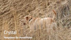  Presentation with field - Cool new PPT theme with labrador-retriever-in-a-field backdrop and a coral colored foreground