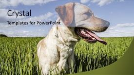  Presentation with summer - Theme enhanced with labrador retriever in wheat field background and a light blue colored foreground