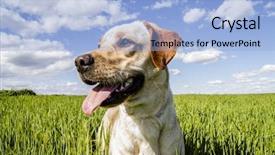  Presentation with wheat - Amazing slide deck having labrador retriever in wheat field backdrop and a light blue colored foreground