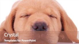  Presentation with forward - PPT theme with labrador retriever puppy - business man walking forward background and a coral colored foreground