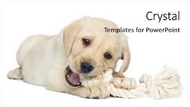  Presentation with puppy - Audience pleasing presentation design consisting of labrador retriever puppy 2 months backdrop and a white colored foreground