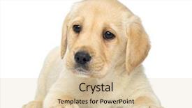  Presentation with old big bike on white - Slide deck with labrador retriever puppy lying down background and a  colored foreground