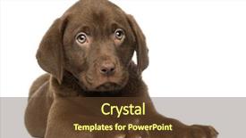  Presentation with old fashioned black and white - Slide set featuring labrador retriever puppy lying down background and a  colored foreground