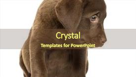  Presentation with old photographs black and white - Colorful slide set enhanced with labrador retriever puppy sitting 2 backdrop and a  colored foreground