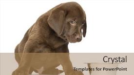  Presentation with old dog - Cool new PPT theme with labrador retriever puppy sitting backdrop and a  colored foreground
