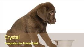  Presentation with old dog - Amazing presentation design having labrador retriever puppy sitting backdrop and a  colored foreground