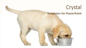  Presentation with old dog - Colorful presentation theme enhanced with labrador retriever puppy standing backdrop and a cream colored foreground