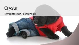  Presentation with red black and white - PPT layouts with labrador retriever puppy wearing jeans background and a  colored foreground