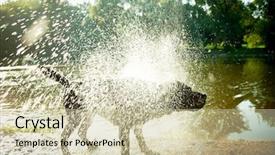  Presentation with lighting - Colorful slide deck enhanced with labrador shaking water off its backdrop and a soft green colored foreground