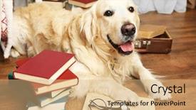 Presentation with books - Presentation design with labrador with pile of books background and a coral colored foreground
