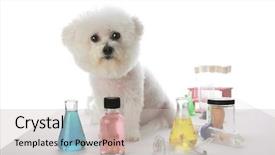  Presentation with cloning - PPT layouts consisting of labratory - fifi the bichon frise works background and a light gray colored foreground