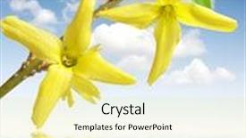  Presentation with ladybug - Presentation theme consisting of laburnum with ladybug background and a blonde colored foreground