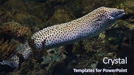  Presentation with keel billed toucan also known - Presentation with laced moray gymnothorax favagineus also background and a wine colored foreground