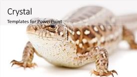  Presentation with white sand - PPT layouts featuring lacerta-agilis-sand-lizard background and a white colored foreground