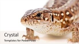  Presentation with white sand - Slide deck having lacerta-agilis-sand-lizard background and a lemonade colored foreground