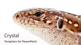  Presentation with white sand - Slide set with lacerta-agilis-sand-lizard background and a white colored foreground